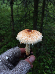 Lepiota magnispora image