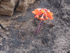 Cyrtanthus ventricosus