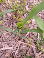 Zea mays mays