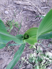 Zea mays mays