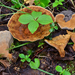 Woolly Velvet Polypore - Photo (c) Christian Schwarz, some rights reserved (CC BY-NC), uploaded by Christian Schwarz