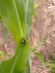 Zea mays mays