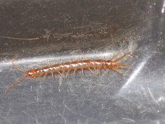 Pokabius clavigerens