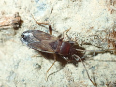 Togodolentus wrighti