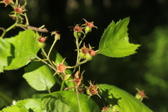 Crataegus succulenta