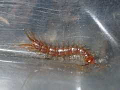 Pokabius clavigerens