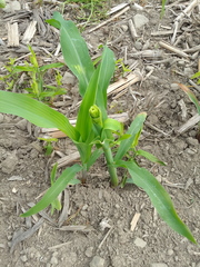 Zea mays mays