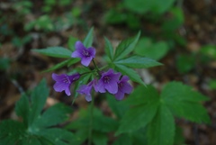 Cardamine pentaphyllos