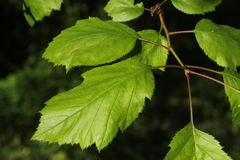 Crataegus succulenta