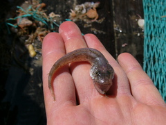 Merluccius merluccius