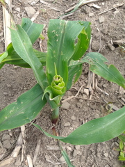 Zea mays mays