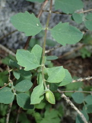 Symphoricarpos rotundifolius parishii