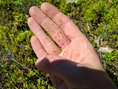 Piptatheropsis pungens