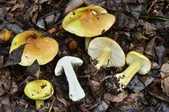 Tricholoma intermedium image