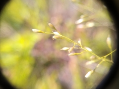 Piptatheropsis pungens