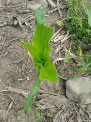 Zea mays mays