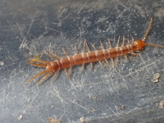 Pokabius clavigerens