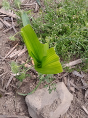 Zea mays mays