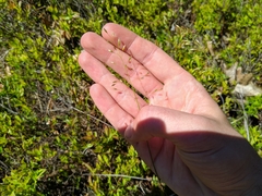 Piptatheropsis pungens