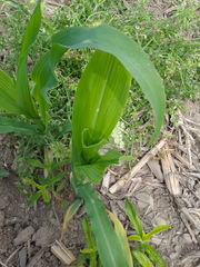 Zea mays mays