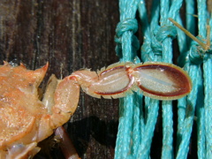 Liocarcinus depurator
