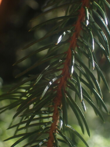 Western white spruce (Picea × albertiana)