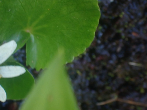 Image of Caltha leptosepala by no rights reserved