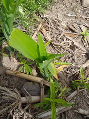 Zea mays mays