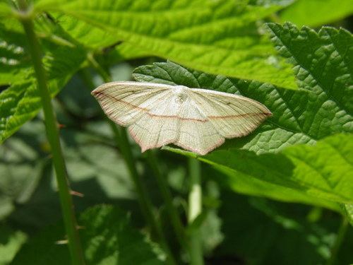 Smailiasparnis pilkasis sprindžiukas