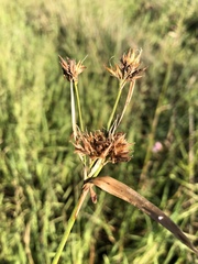 Rhynchospora indianolensis