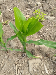 Zea mays mays
