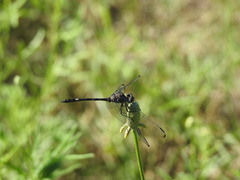 Dythemis nigrescens