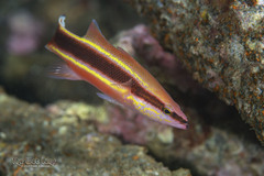 Wrasse Bass photo 1