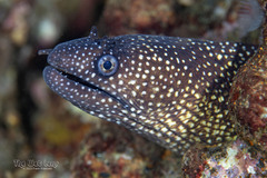 Reticulate Moray photo 1