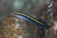 Yellowprow Goby photo 2