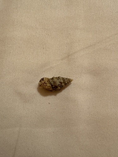 Cerithium renovatum observed 2024-07-30