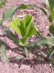 Zea mays mays