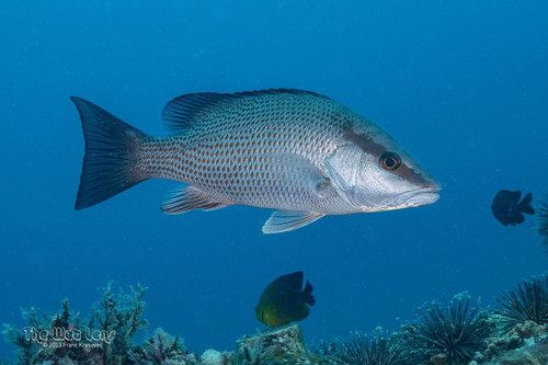 Gray Snapper