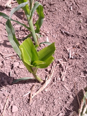 Zea mays mays