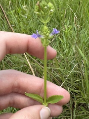 Stemodia durantifolia image