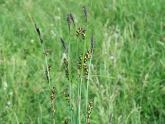 Carex melanostachya