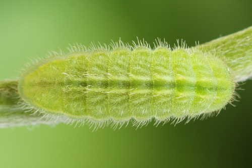 Dirvinis melsvys nuotrauka