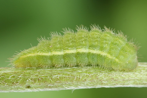 Dirvinis melsvys nuotrauka