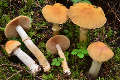 Cortinarius caperatus image