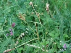 Carex michelii