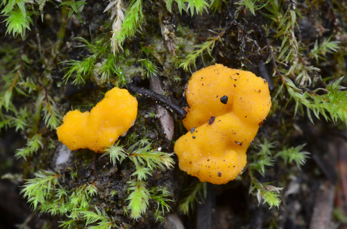Endogone pisiformis · iNaturalist