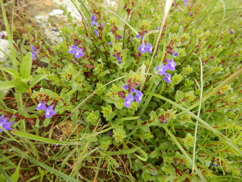 Image of Scutellaria potosina by (c) stinger, some rights reserved (CC BY)