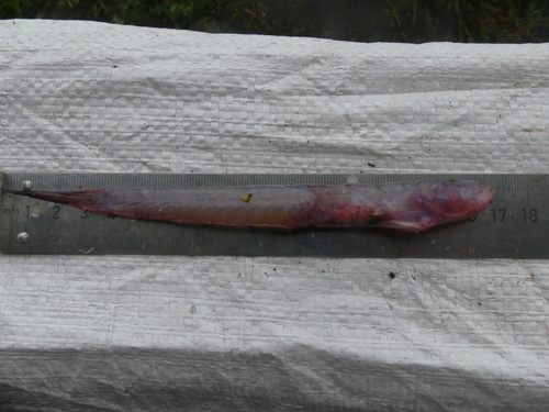 Venus eelgoby (Akko dionaea) — Gobiidae