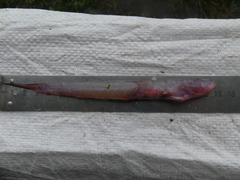Atlantic Specter Goby photo 1