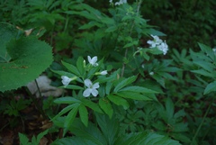 Cardamine heptaphylla